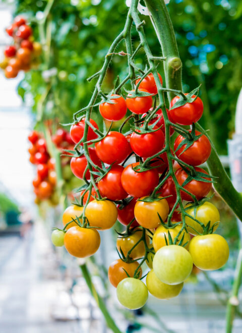 Beautiful red ripe tomatoes grown in a greenhouse. Beautiful red ripe tomatoes grown in a greenhouse. Beautiful background